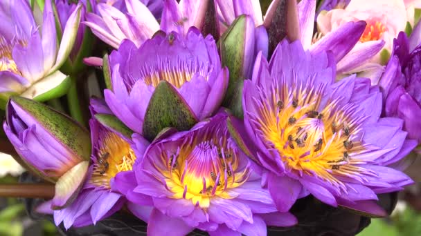 Vackra Multi Färg Lotus Lilly Natur Bakgrund — Stockvideo