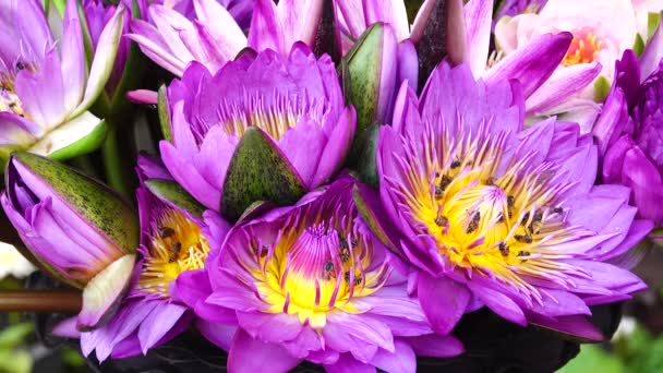 Piękna Multi Kolor Lotus Lilly Charakter Tła — Wideo stockowe