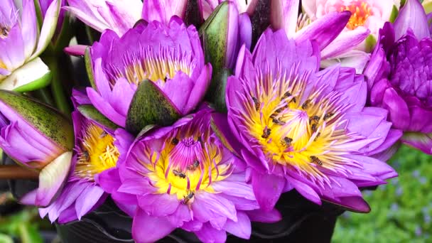 Όμορφη Multi Χρώμα Lotus Lilly Φύση Φόντου — Αρχείο Βίντεο