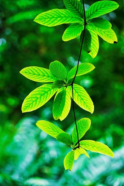 Green Leaves Natural Garden — Stock Photo, Image