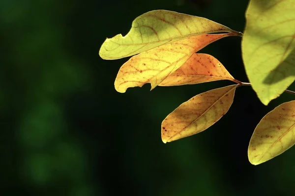 Beautiful Yellow Leaf Leaves Tree Change Color Garden — Stock Photo, Image