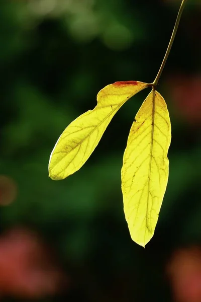 Beautiful Yellow Leaf Leaves Tree Change Color Garden — Stock Photo, Image