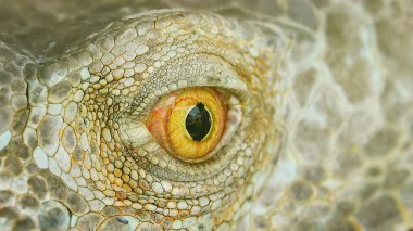 Makro doğa arka plan Iguana deri gözlerini kapat.