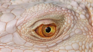Makro doğa arka plan Iguana deri gözlerini kapat.