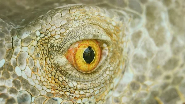 Iguana Pelle Occhi Primo Piano Macro Natura Sfondo — Foto Stock