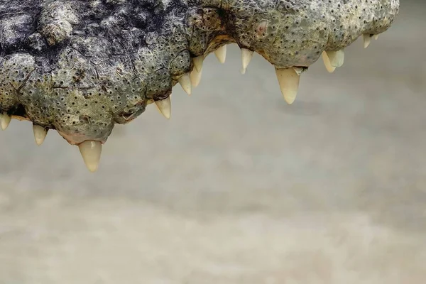 Das Krokodil Öffnet Sein Maul — Stockfoto