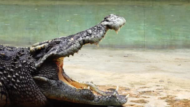 Krokodil Zoogdier Wildlife Gevaarlijke — Stockvideo