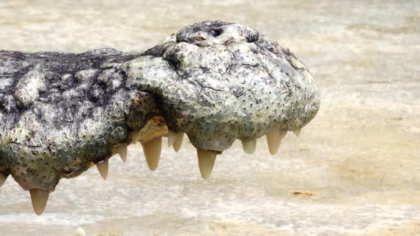 Crocodilo Mamífero Vida Selvagem Perigoso — Vídeo de Stock