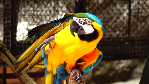 Göz Mavi Altın Amerika Papağanı — Stok video