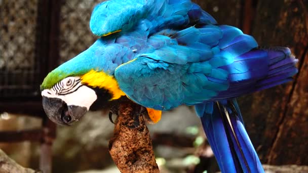 Göz Mavi Altın Amerika Papağanı — Stok video