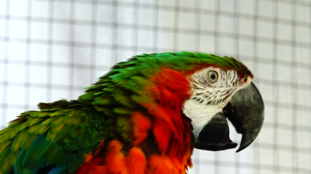 Kırmızı Yeşil Amerika Papağanı — Stok video