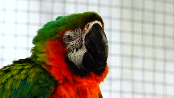 Red Green Macaw — Stock Video