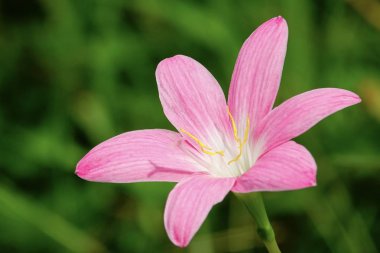 Güzel zephyranthes grandiflora yağmur lily alanında.