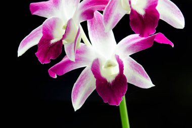 Mera çiçek böcek açık doğada Tay kelebekler