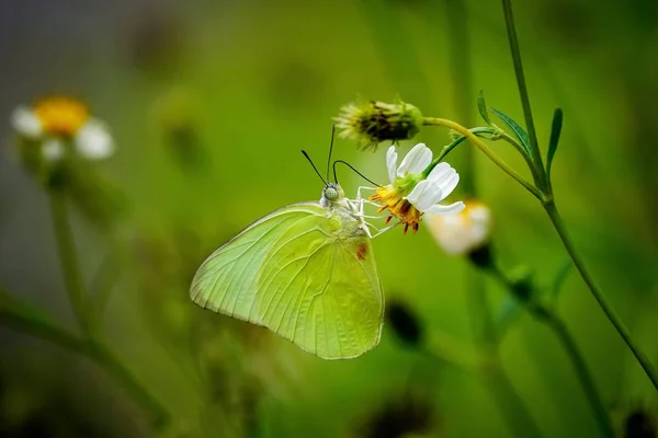 Papillons Thaïlandais Dans Les Fleurs Pâturage Insecte Nature Extérieure — Photo