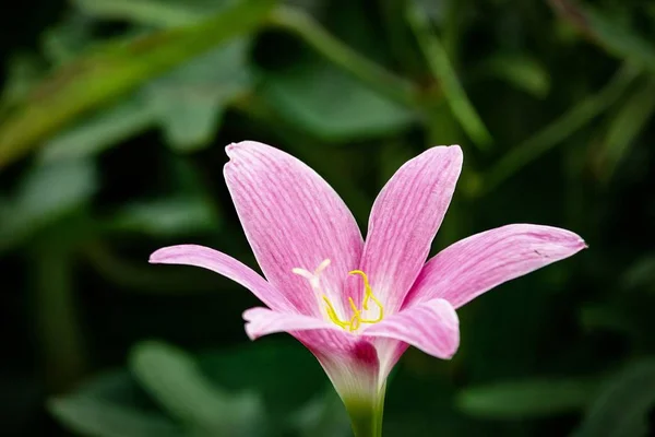 美丽的 Zephyranthes 玉兰雨百合在田野里 — 图库照片