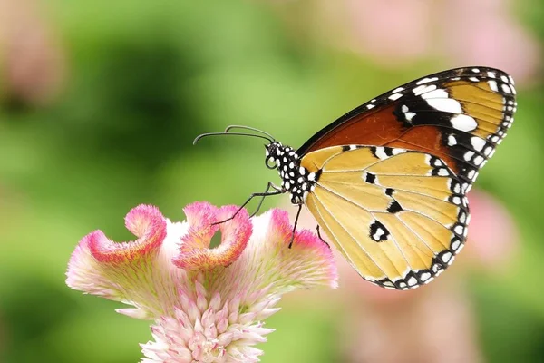 Thai Butterflies Pasture Flowers Insect Outdoor Nature — Stock Photo, Image