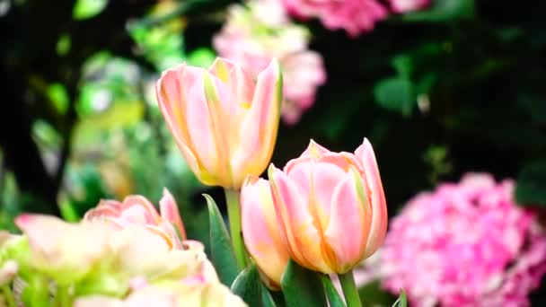 1080 Super Lento Tulipa Jardín — Vídeo de stock
