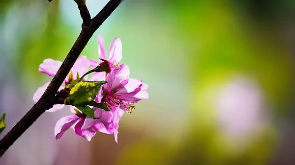 美丽的粉红色樱花花盛开在树散景背景上 — 图库照片
