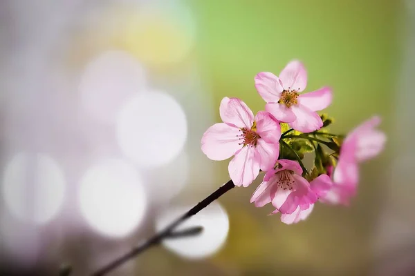 Mooie Roze Sakura Bloem Bloeien Boom Bokeh Achtergrond — Stockfoto