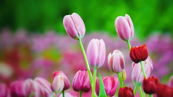 Beautiful Pink Tulip Garden Nature Background — Stock Photo, Image