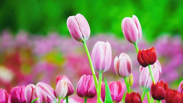 Bello Tulipano Rosa Nel Giardino Sfondo Naturale — Foto Stock