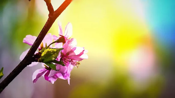 Hermosa Flor Sakura Rosa Que Florece Fondo Del Árbol Bokeh —  Fotos de Stock