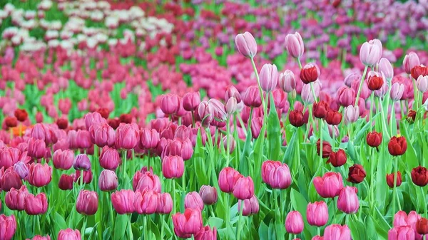 Piękne Różowe Tulip Tle Natura Ogród — Zdjęcie stockowe