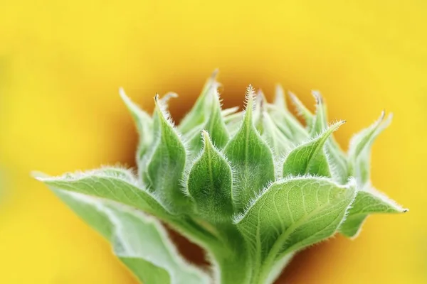 Tournesol Dans Jardin Belle Nature Extérieure — Photo