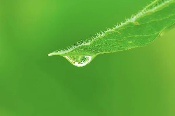 Όμορφη Νερό Σταγονίδια Φύλλα Πράσινα Φύλλα Ηλιοτρόπια Βροχή Φυσικό Σκηνικό — Φωτογραφία Αρχείου