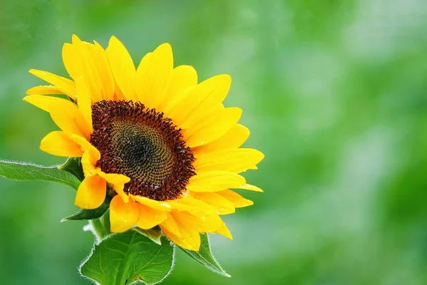 Girasol Jardín Hermosa Naturaleza Aire Libre —  Fotos de Stock