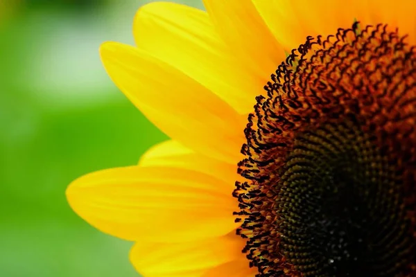 Girasol Jardín Hermosa Naturaleza Aire Libre —  Fotos de Stock