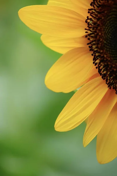 Girasol Jardín Hermosa Naturaleza Aire Libre —  Fotos de Stock