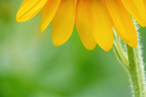 Girasol Jardín Hermosa Naturaleza Aire Libre —  Fotos de Stock