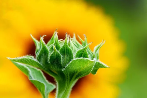 Sunflower Garden Beautiful Nature Outdoor — Stock Photo, Image
