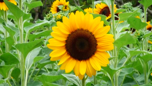 Sonnenblume Garten Schöne Natur Freien — Stockvideo