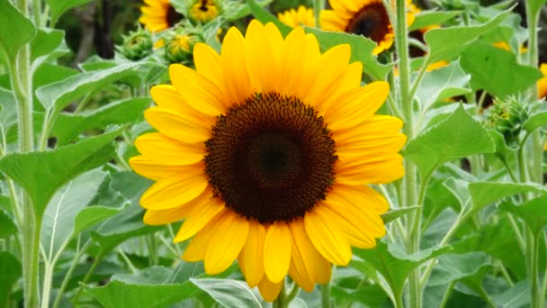 Sunflower Garden Beautiful Nature Outdoor — Stock Video