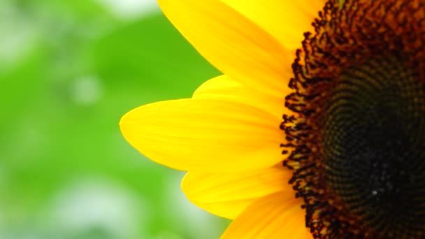 Tournesol Dans Jardin Belle Nature Extérieure — Video