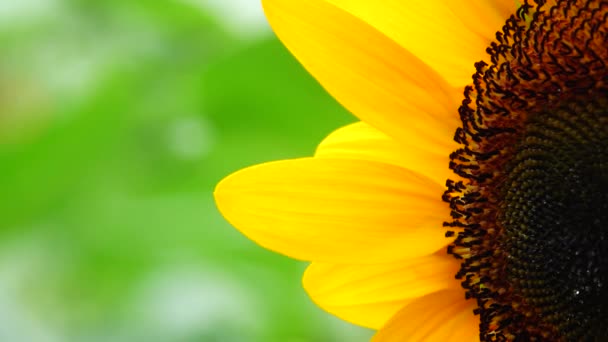 Girasol Jardín Hermosa Naturaleza Aire Libre — Vídeos de Stock