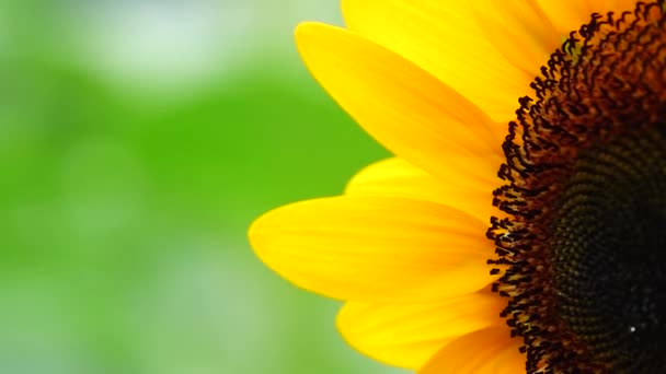 Sonnenblume Garten Schöne Natur Freien — Stockvideo