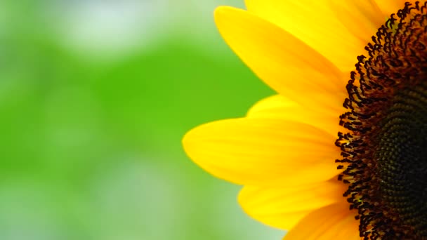 Sonnenblume Garten Schöne Natur Freien — Stockvideo
