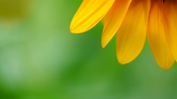Slunečnice Zahradě Krásné Přírodní Venkovní — Stock video
