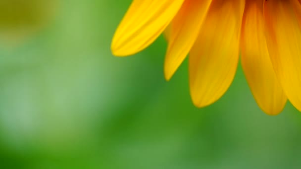 Girasol Jardín Hermosa Naturaleza Aire Libre — Vídeos de Stock