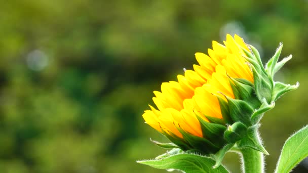 Słonecznika Natura Ogród Piękny Odkryty — Wideo stockowe