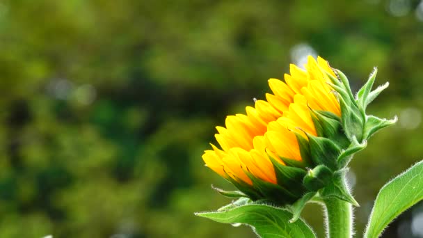 Girasol Jardín Hermosa Naturaleza Aire Libre — Vídeo de stock