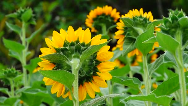 Sunflower Garden Beautiful Nature Outdoor — Stock Video