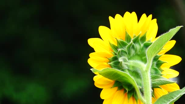 Słonecznik Natura Ogród Piękny Odkryty — Wideo stockowe
