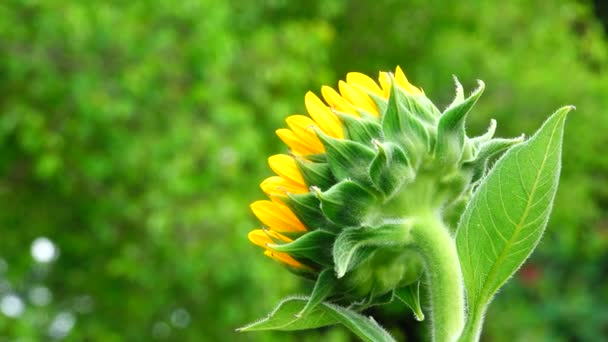 Sunflower Garden Beautiful Nature Outdoor — Stock Video