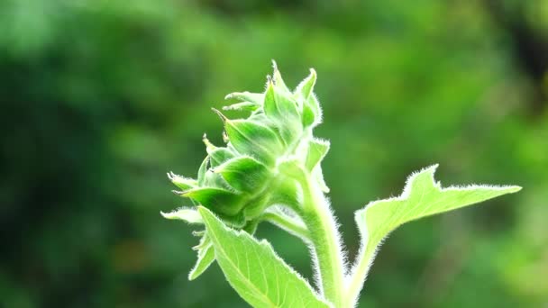 Tournesol Dans Jardin Belle Nature Extérieure — Video