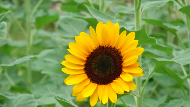 Sonnenblume Garten Schöne Natur Freien — Stockvideo